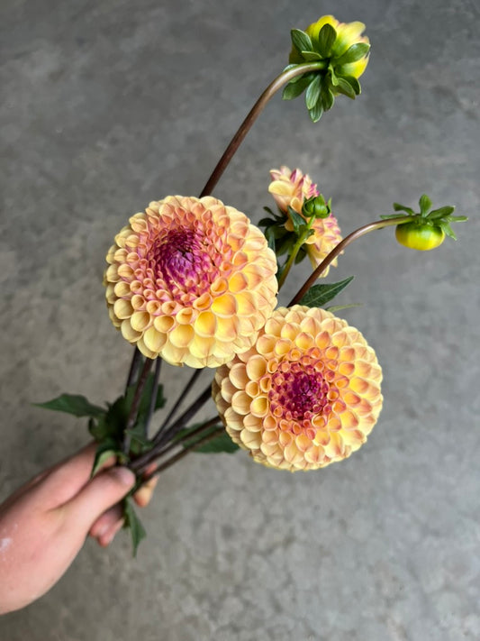 RC- Dahlia 'Ferncliff Spice'  (1 plant)