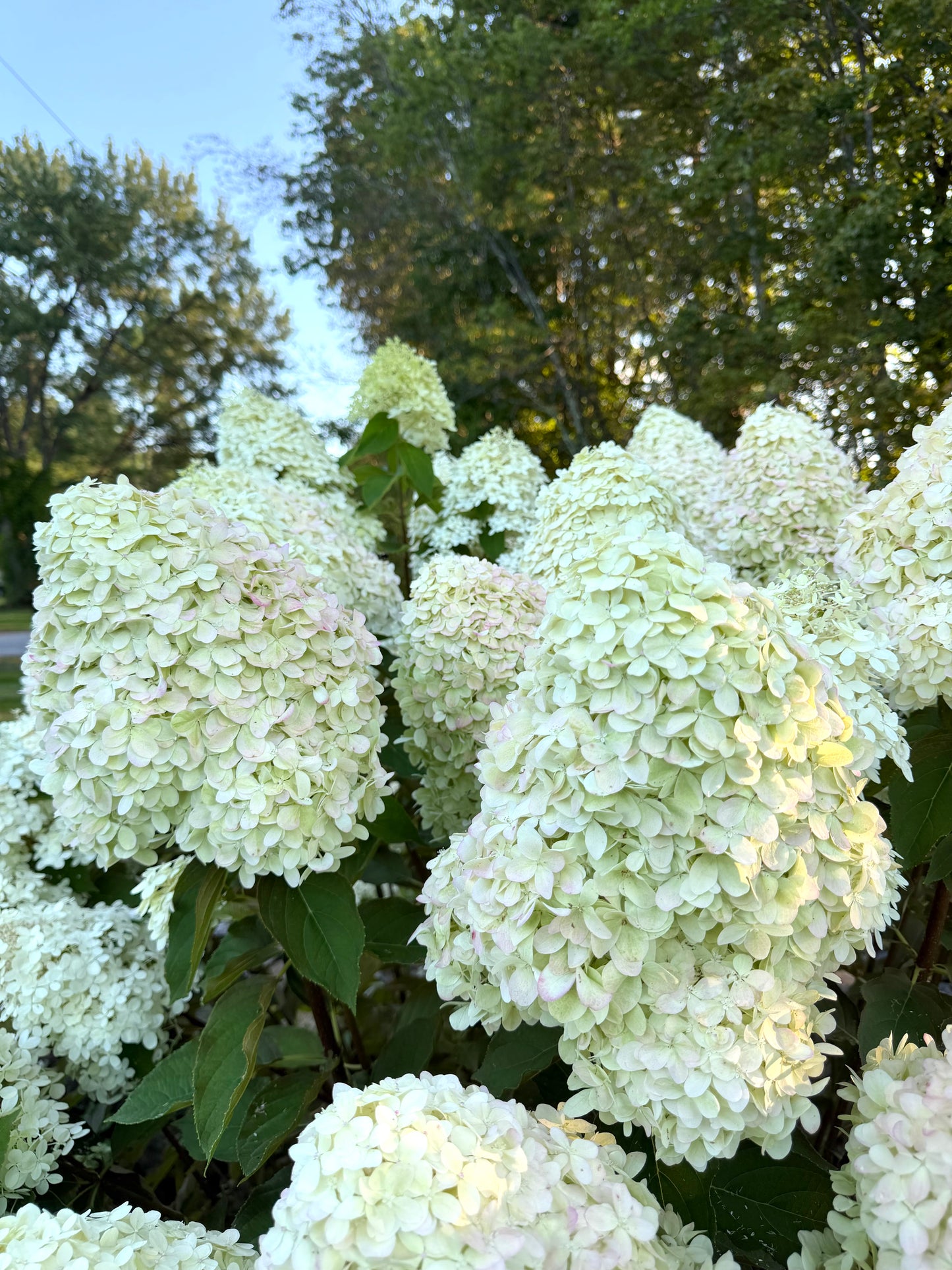 Bare Root - Hydrangea paniculata 'Limelight' (10 ct)