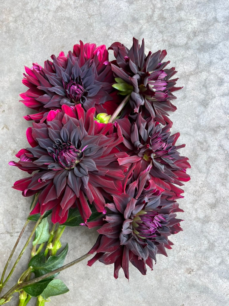 RC- Dahlia 'Hollyhill Black Beauty'  (4 pack)