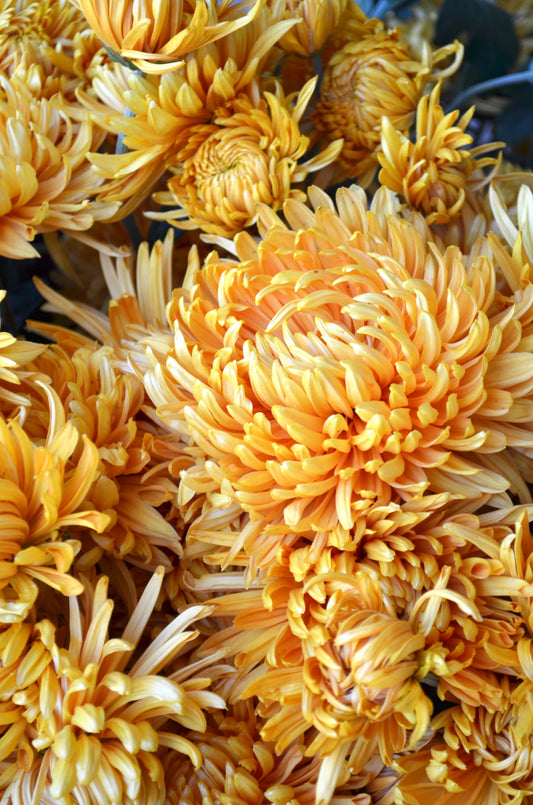 RC- Chrysanthemum 'Pumpkin Eyes' (4 pack)
