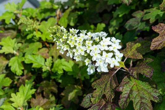 Quart - Hydrangea quercifolia 'Snowflake'