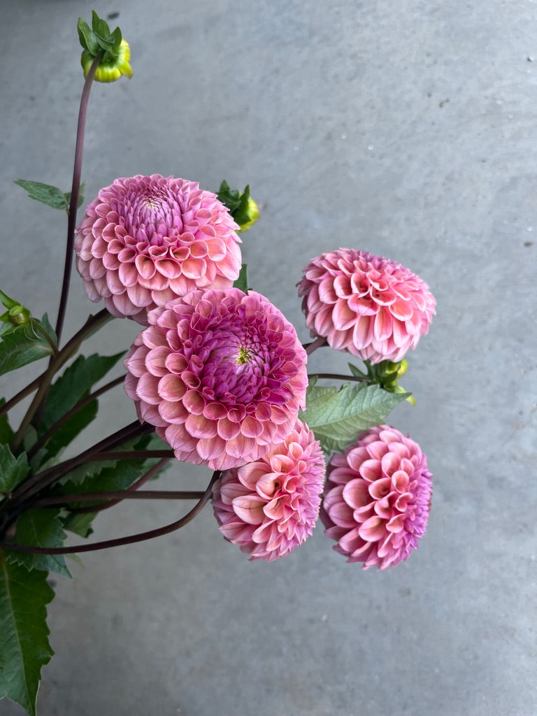 RC- Dahlia 'Bracken Rose' (4 pack)