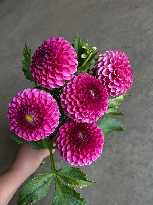 URC Bulk - Dahlia 'Tahoma April' (50 ct)