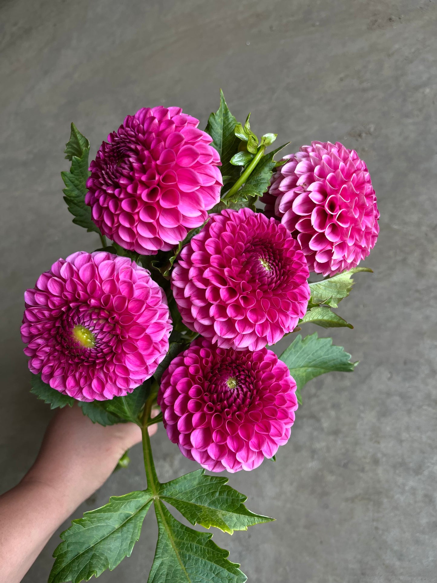 RC- Dahlia 'Tahoma April' (4 pack)