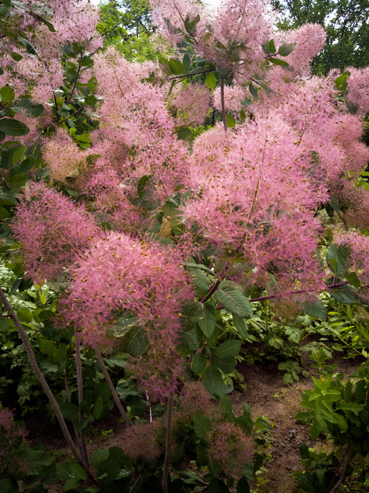 Quart - Cotinus coggygria 'Pink Champagne'
