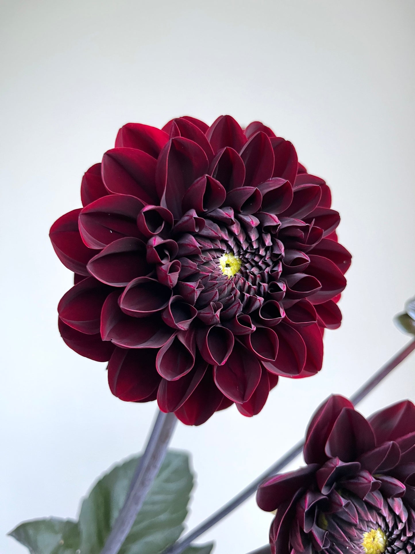 RC- Dahlia 'Manoa'  (4 pack)