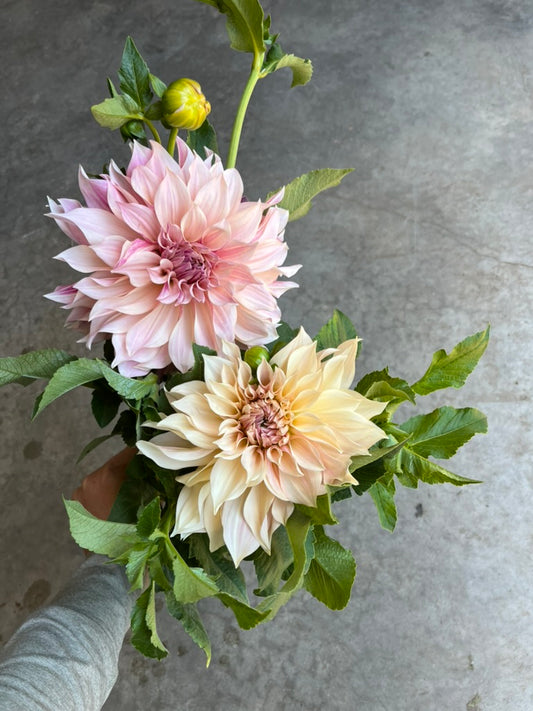 URC Bulk - Dahlia 'Cafe au Lait' (50 ct)