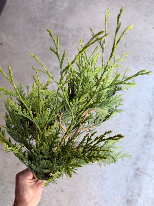 Bare Root - Thuja plicata 'Green Giant' (10 ct)