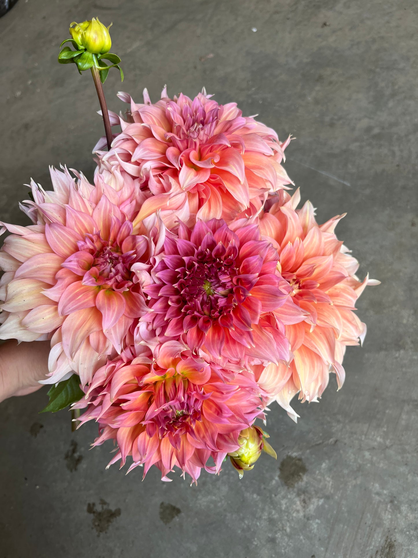 RC- Dahlia 'Summer Rain'  (1 plant)