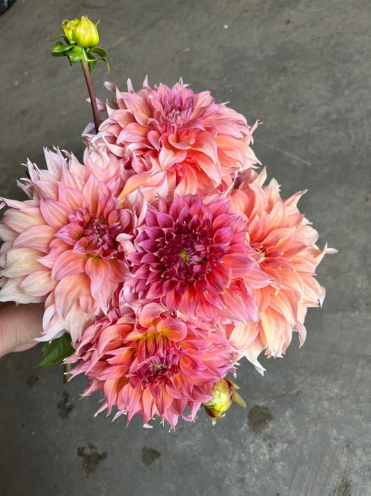 RC- Dahlia 'Summer Rain'  (1 plant)