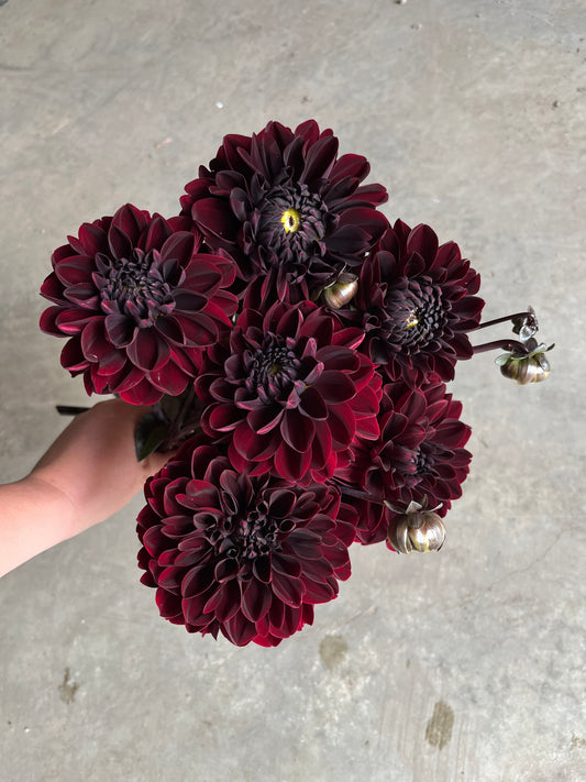 RC- Dahlia 'Manoa'  (4 pack)