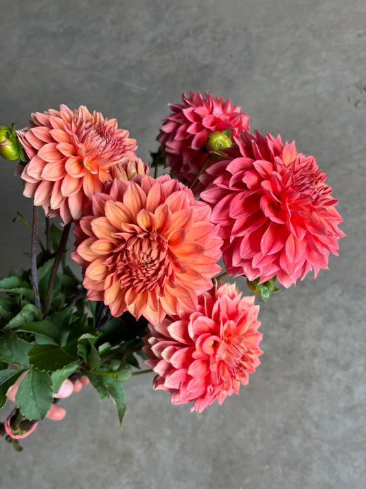 RC- Dahlia 'Country Rose'  (1 plant)