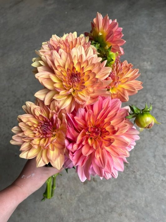 URC Bulk - Dahlia 'Sinixt Tiger' (50 ct)