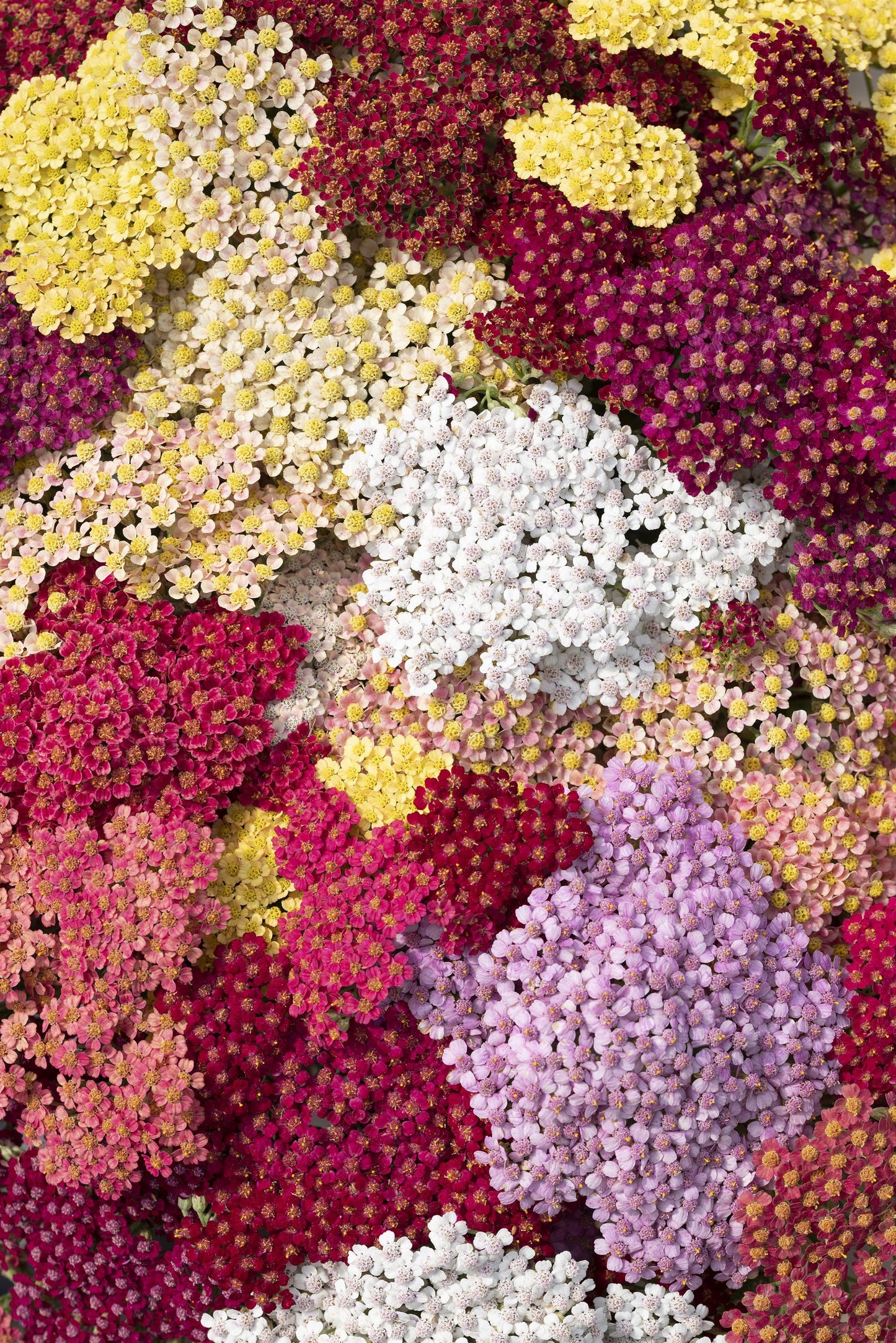 Yarrow 'Flowerburst Fruitbowl'