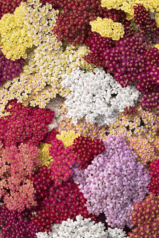 Yarrow 'Flowerburst Fruitbowl'