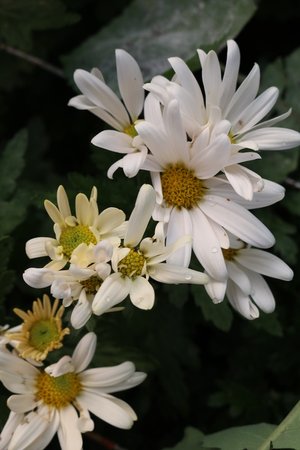 RC- Heirloom Chrysanthemum 'Mankato'