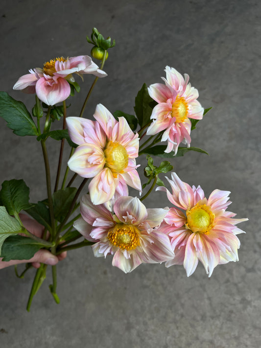 RC- Dahlia 'Appleblossom'  (4 pack)