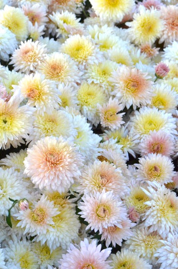 RC- Chrysanthemum 'Chiffon' (4 pack)
