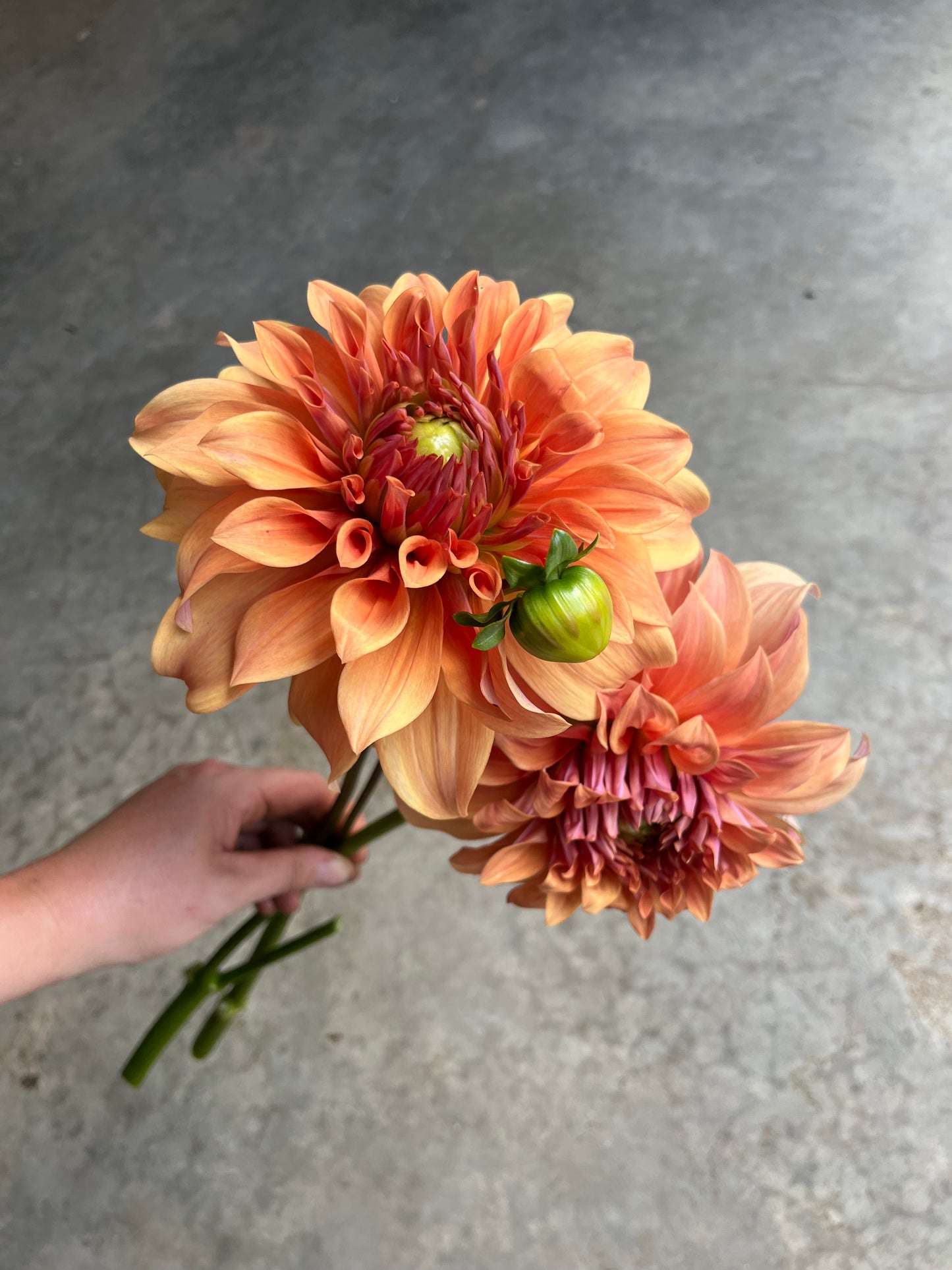 RC- Dahlia 'Hamari Gold'  (1 plant)