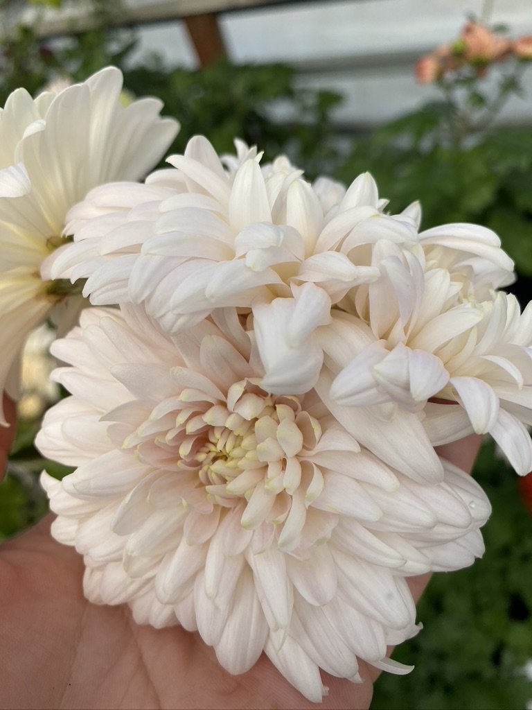 RC- Heirloom Chrysanthemum 'Seaton's Je' Dor'