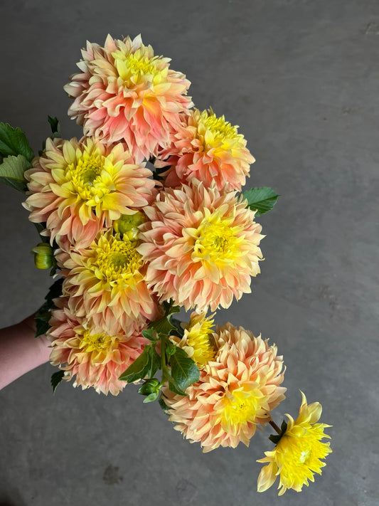 URC Bulk - Dahlia 'Deep Impact' (50 ct)