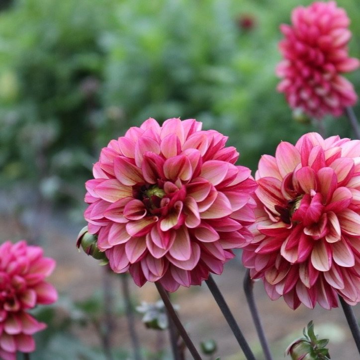 Dahlia Tuber 'Seniors Hope'