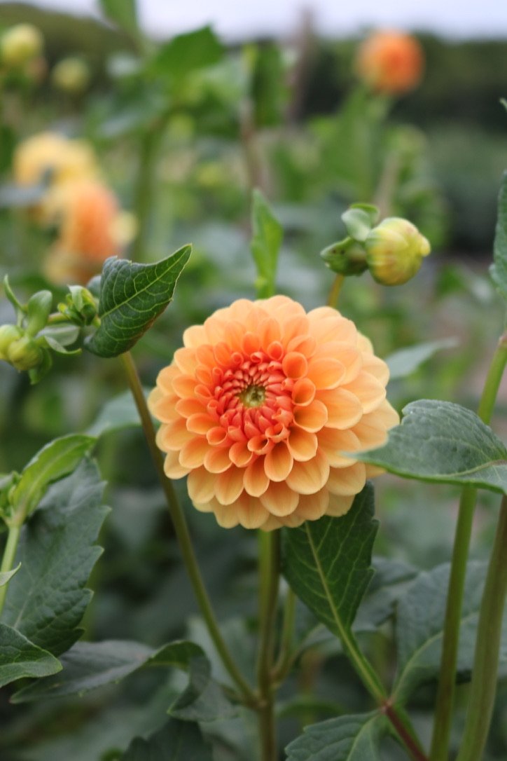 RC- Dahlia 'Golden Scepter'