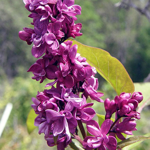 Syringa vulgaris 'Adelaide Dunbar'