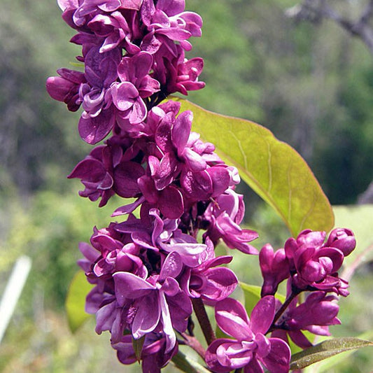 Quart - Syringa vulgaris 'Adeleide Dunbar'