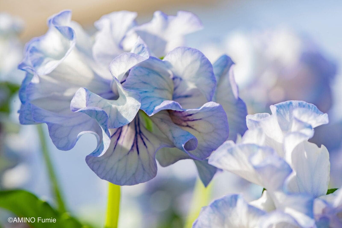 Pansy 'Elegance Antoinette Collection'
