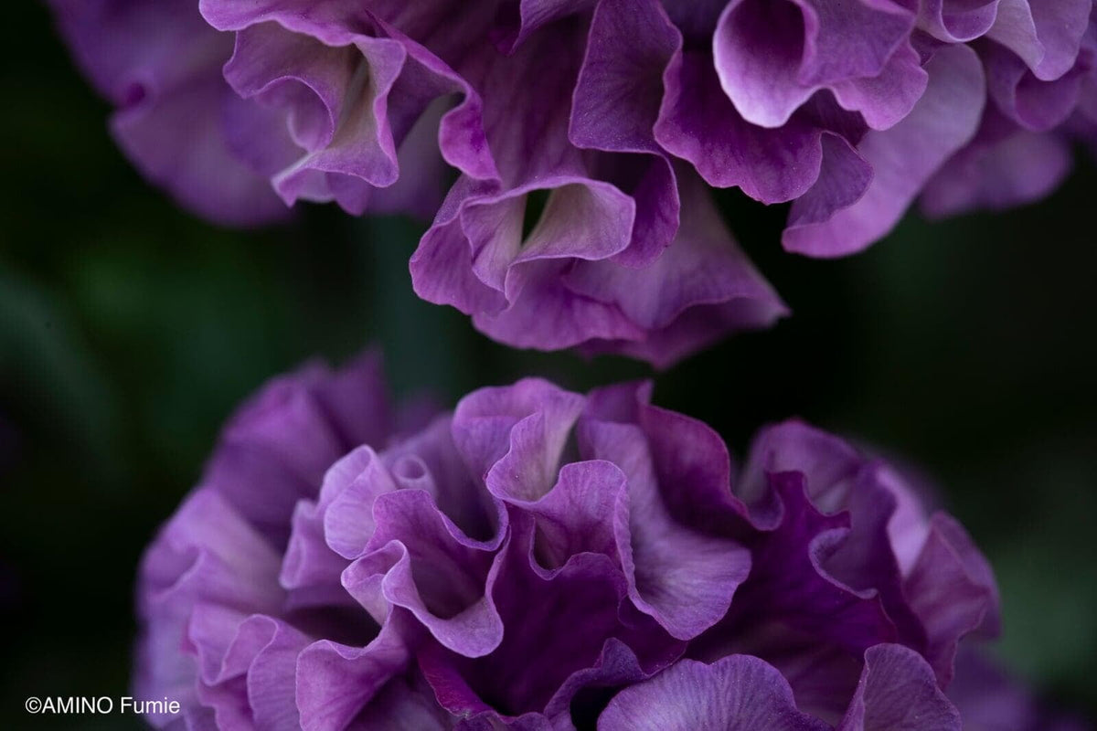 Pansy 'Elegance Antoinette Collection'