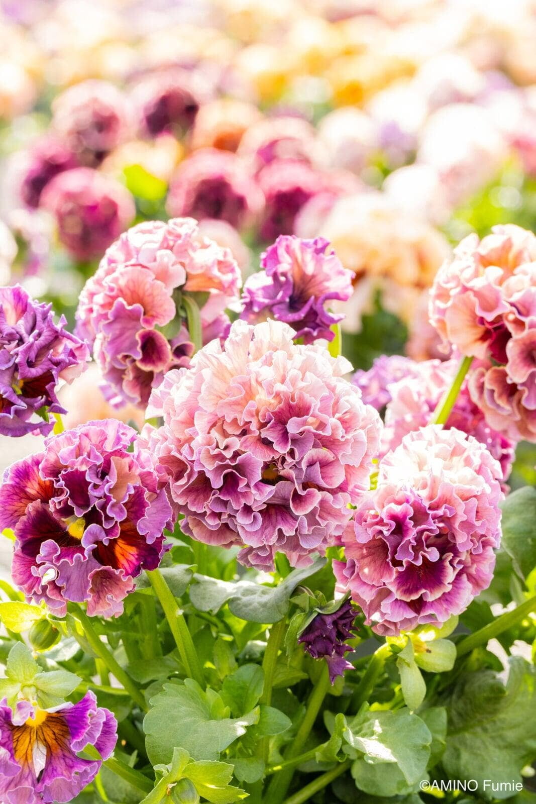 Pansy 'Elegance Antoinette Collection'
