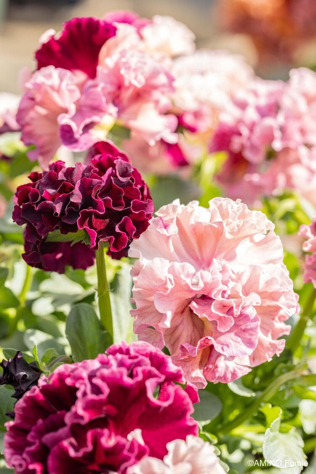 Pansy 'Elegance Antoinette Collection'