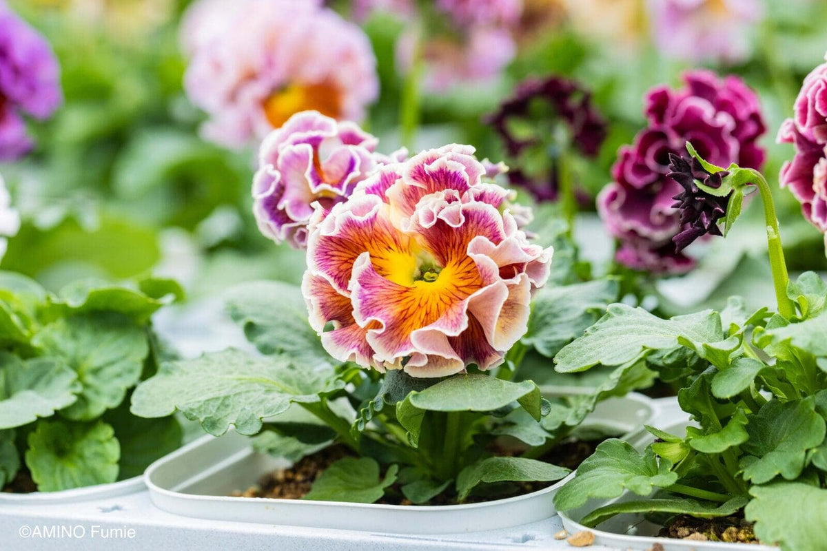 Pansy 'Elegance Antoinette Collection'