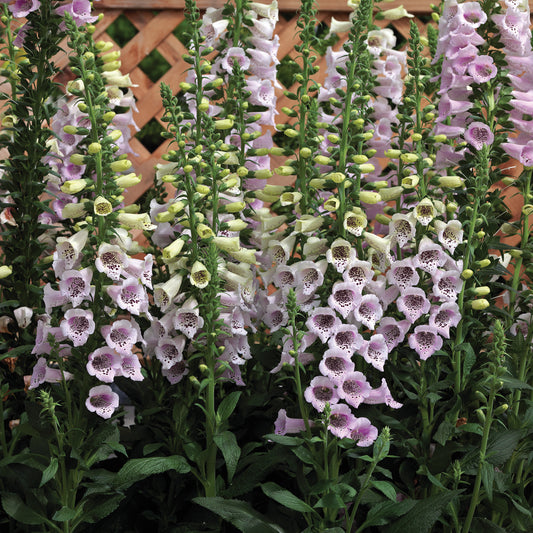 Digitalis 'Camelot Lavender'