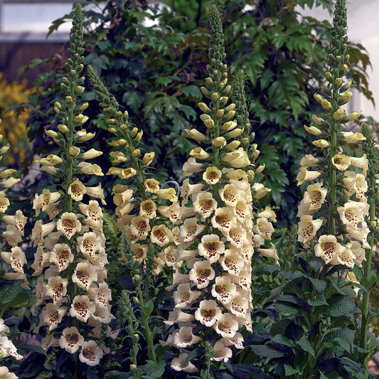 Digitalis 'Camelot Cream'
