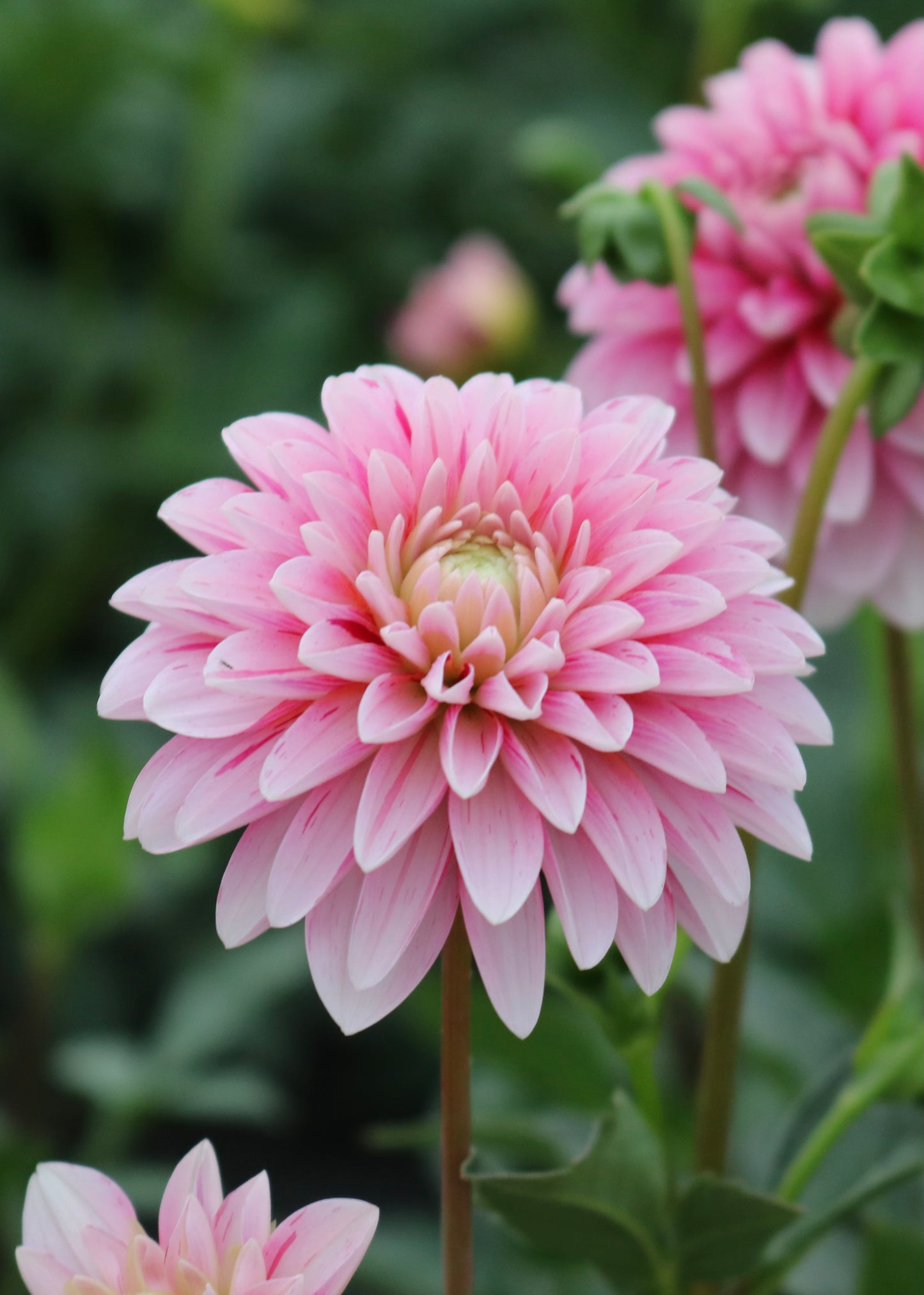 RC- Dahlia 'Strawberry Cream'