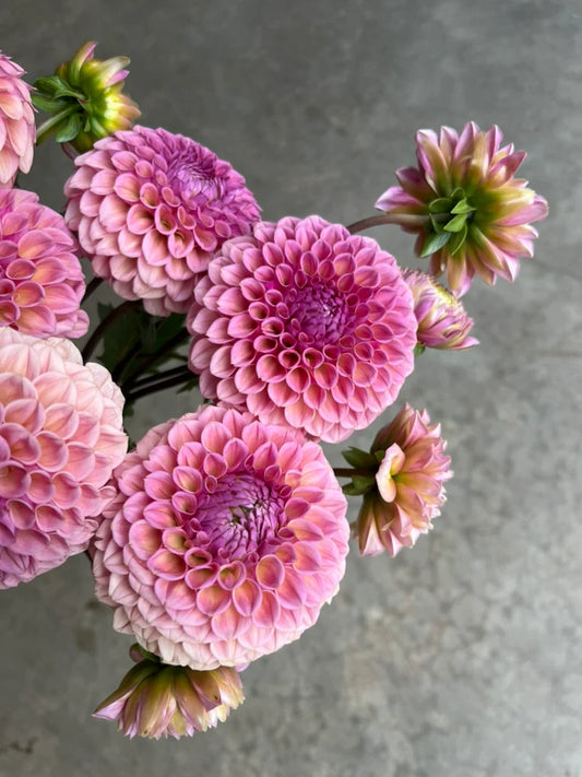 URC Bulk - Dahlia 'Bracken Rose' (50 ct)