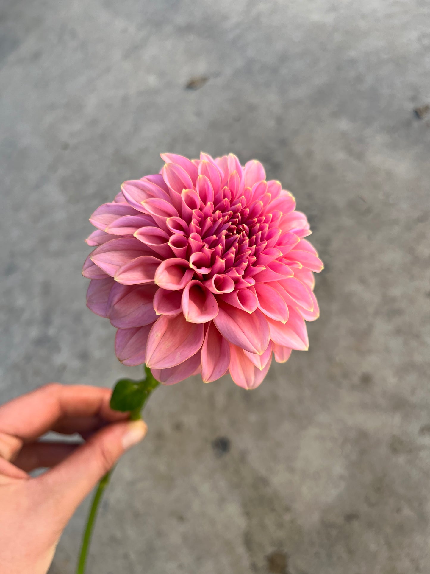 RC- Dahlia 'Lee's Mauva Guava' (1 plant)