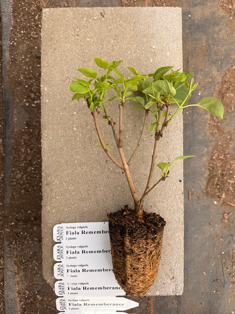 Syringa vulgaris 'Fiala Remembrance'