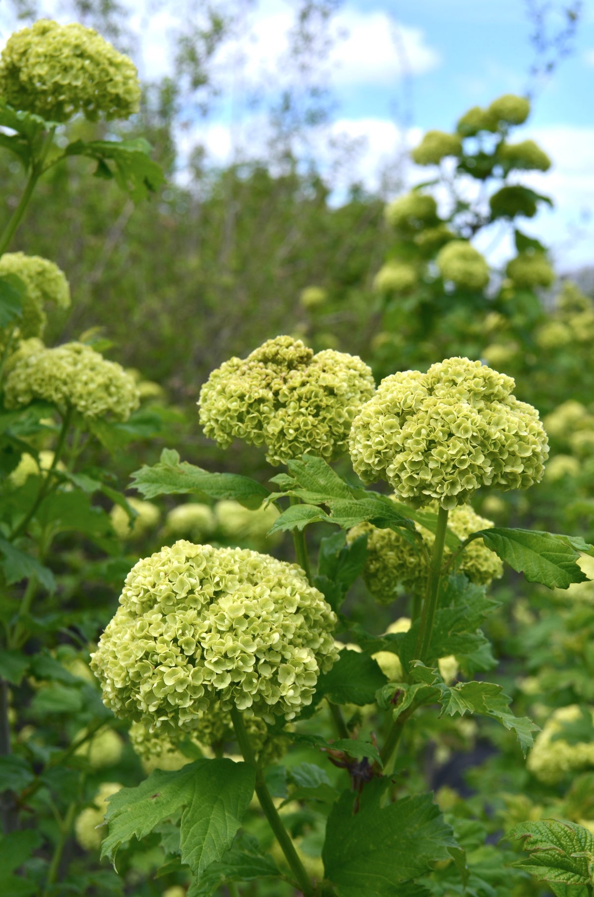 Bare Root - Viburnum opulus 'Snowball' (10ct)