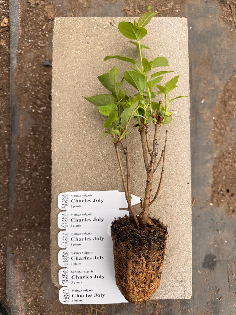 Syringa vulgaris 'Charles Joly'