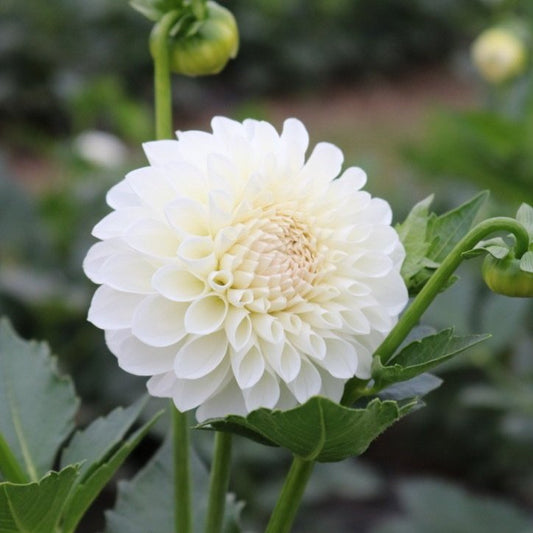 Dahlia Tuber 'Boom Boom White'