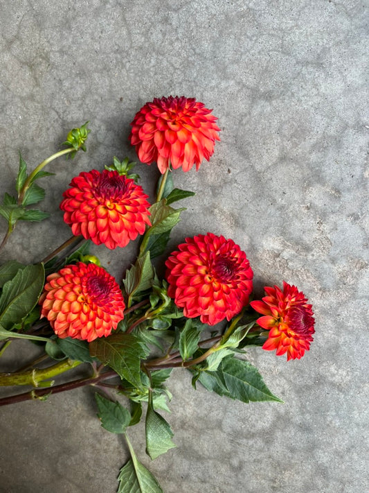 URC 'Mardi Gras' Dahlia 10 Cuttings