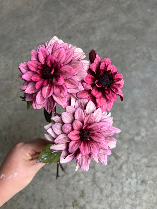 URC Bulk - Dahlia 'Night Silence' (50 ct)