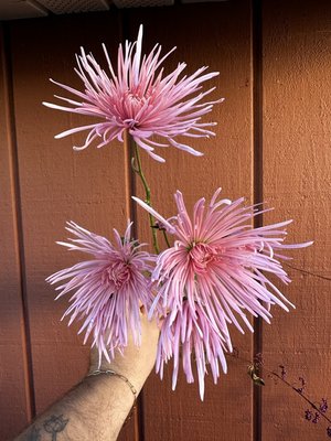 RC- Heirloom Chrysanthemum 'Kings Delight'