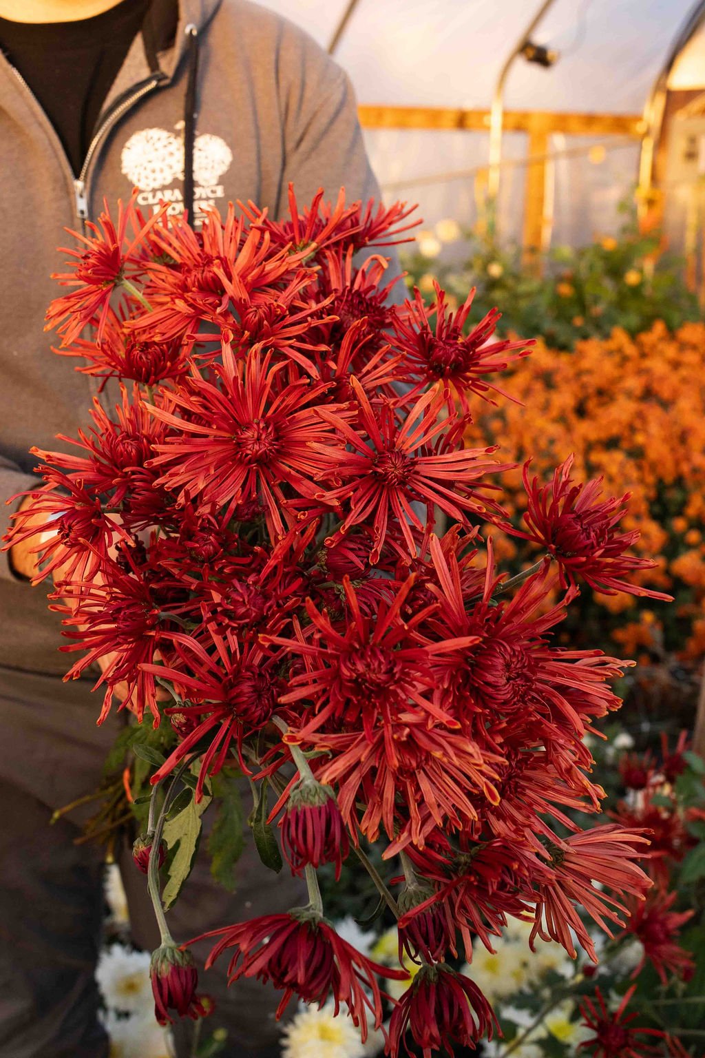 RC- Heirloom Chrysanthemum 'Seaton's Coffee'