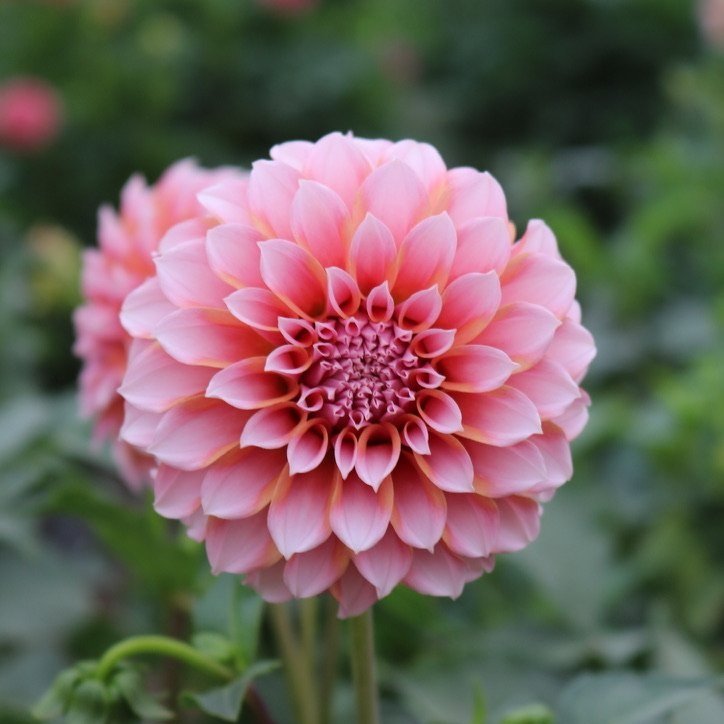 Dahlia Tuber 'Peaches N Cream'