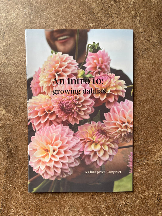 An Intro to: Growing Dahlias