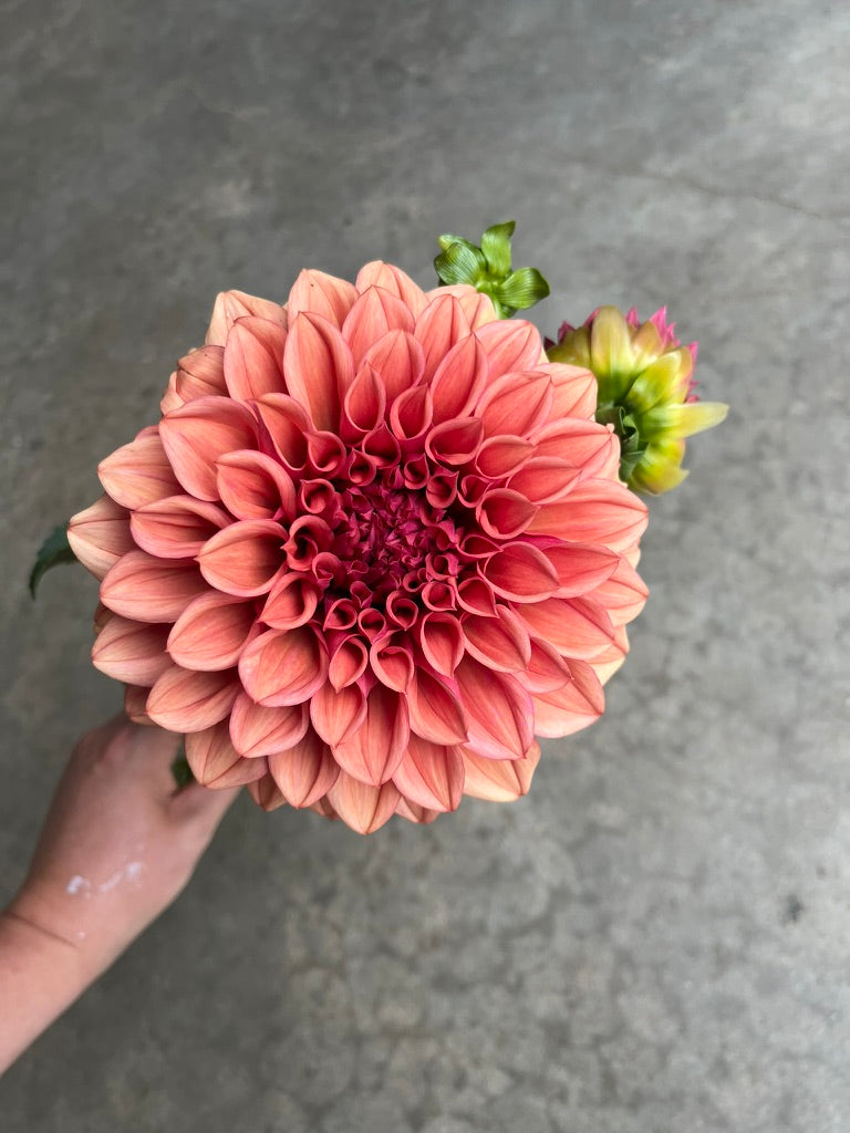 RC- Dahlia 'Orange Globe' (4 pack)